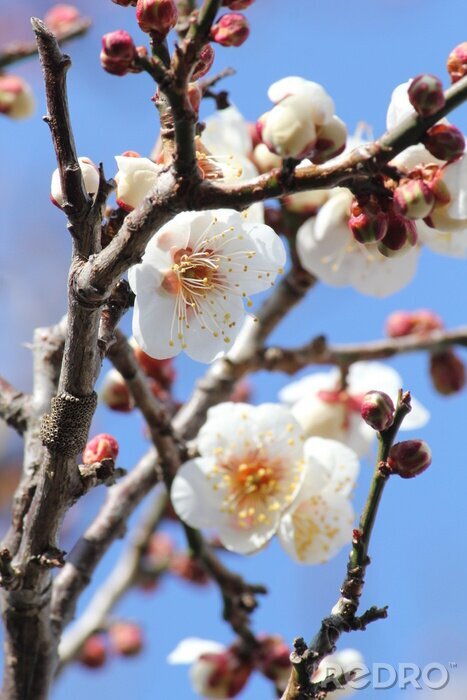 Tableau  Nature fleurie