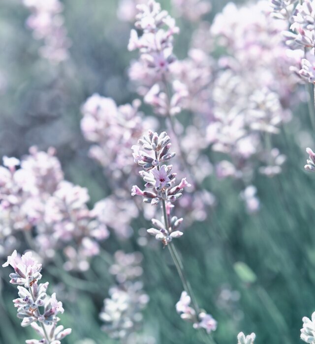 Tableau  Nature française en gros plan