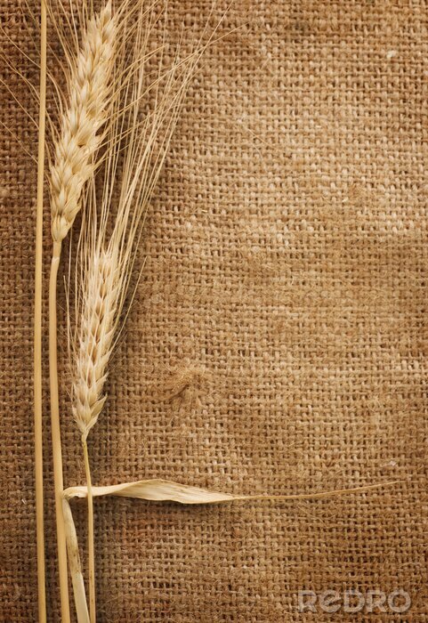 Tableau  Nature idyllique avec du blé
