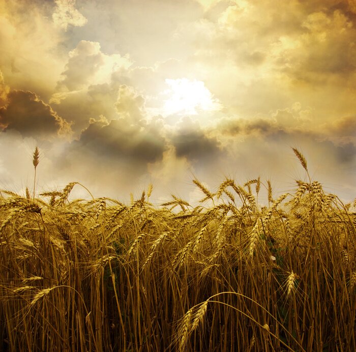 Tableau  Nature idyllique sur fond de nuages