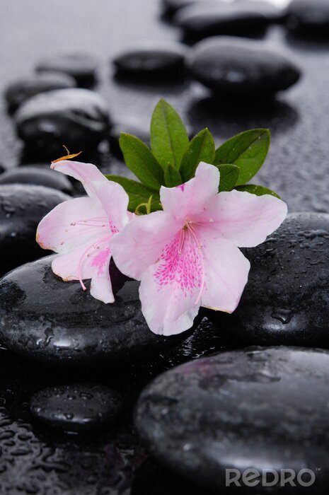 Tableau  Nature morte avec deux lys blanc avec des pierres de thérapie