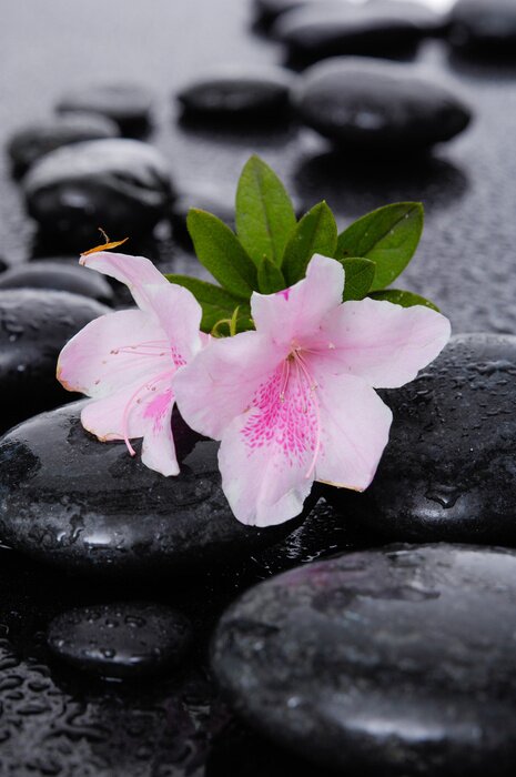 Tableau  Nature morte avec deux lys blanc avec des pierres de thérapie