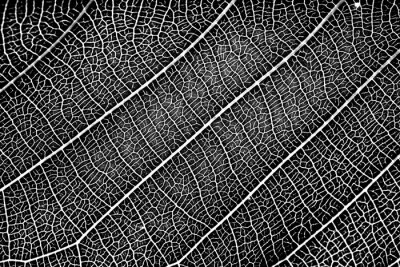 Tableau  nature plat leaf veins texture. black and white surface of high detail of macro on plant leaves with grunge dust noise grain effect abstract for background.