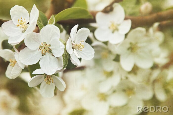 Tableau  Nature printanière