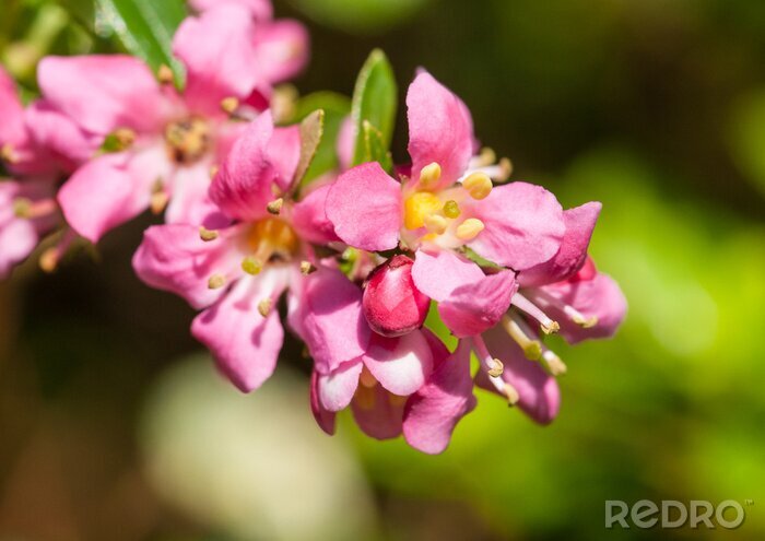 Tableau  Nature rose au printemps