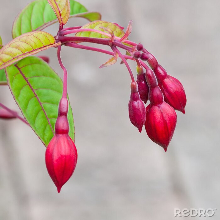 Tableau  Nature rouge