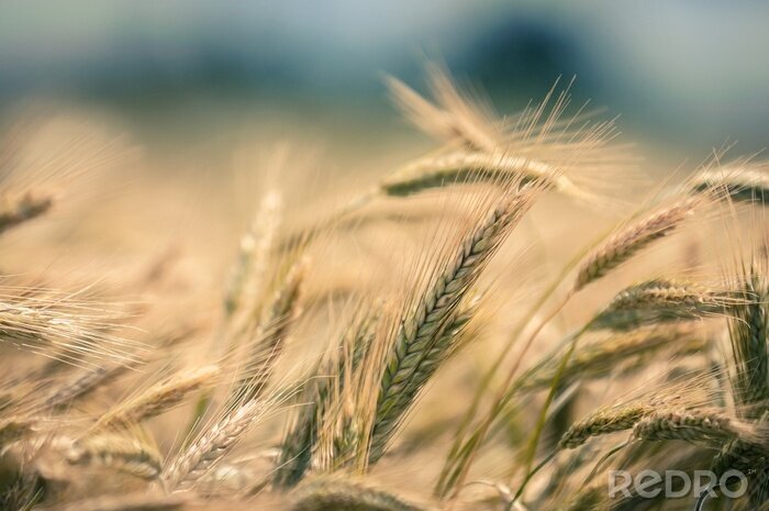 Tableau  Nature sur la macro de champ de blé