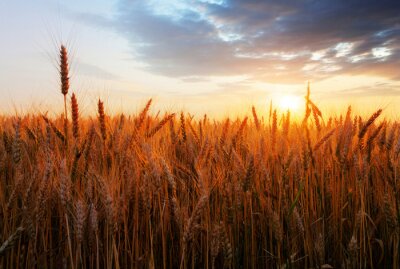Tableau  Nature sur le champ de blé