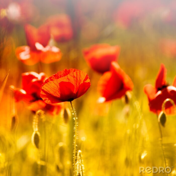 Tableau  Nature sur un champ de coquelicots