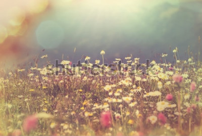 Tableau  Nature sur une prairie de montagne