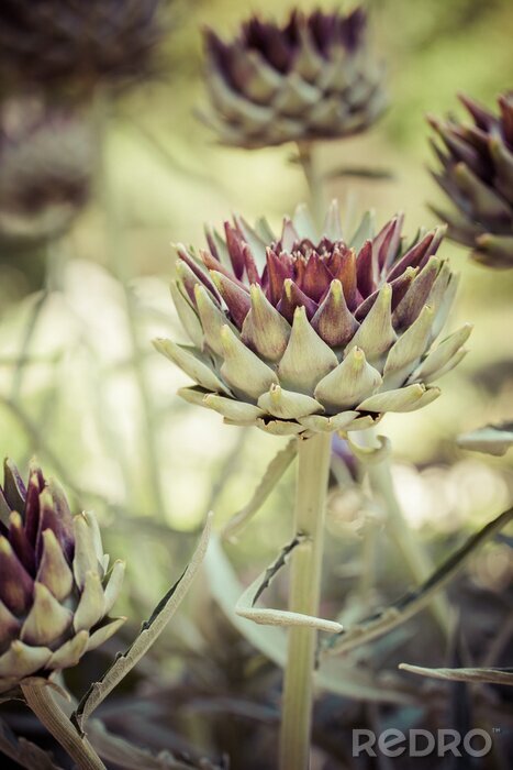 Tableau  Nature verte en fleurs