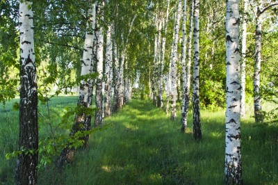 Nature verte et bouleaux