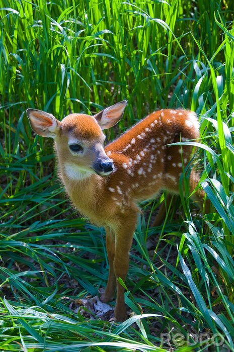 Tableau  New Born Fawn