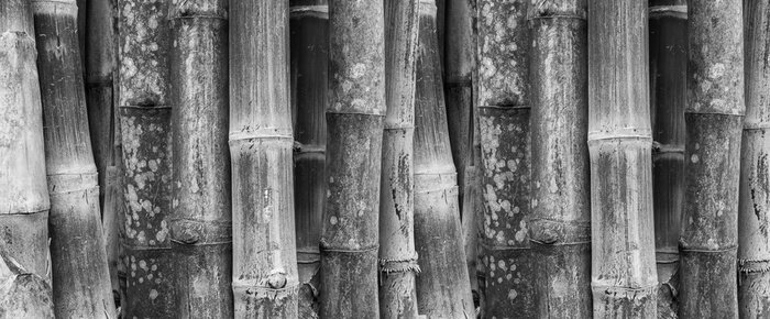 Tableau  Noir, blanc, bambou, mur, fond