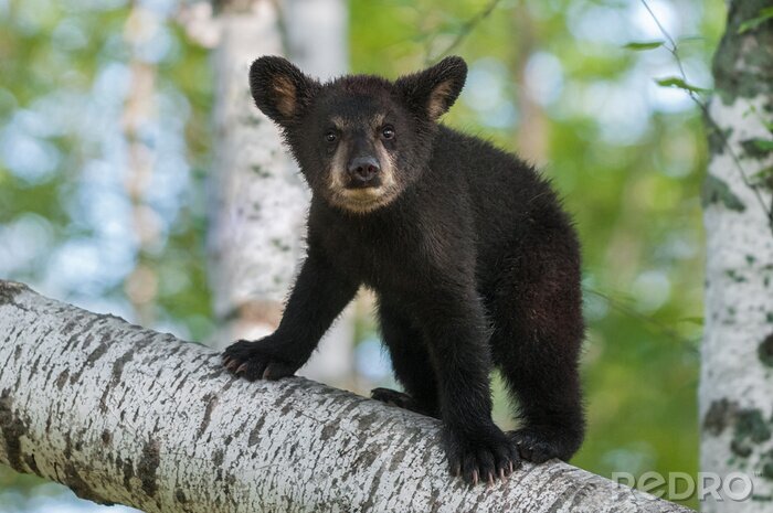 Tableau  Noir, ours, chou, (Ursus, americanus), regarde, dehors, branche