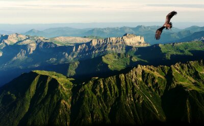 Oiseau au-dessus des Alpes