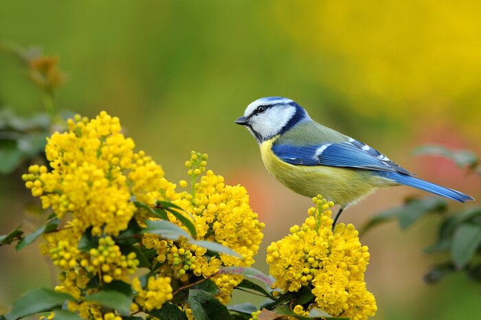 Tableau  Oiseau bleu et fleurs jaunes