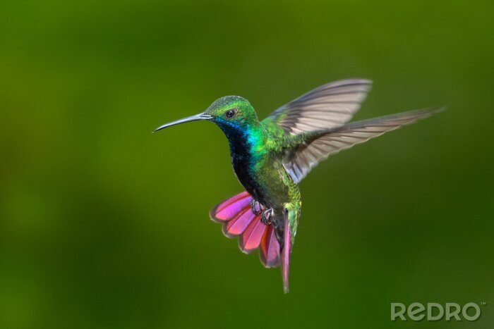 Tableau  Oiseau Colibri sur fond vert
