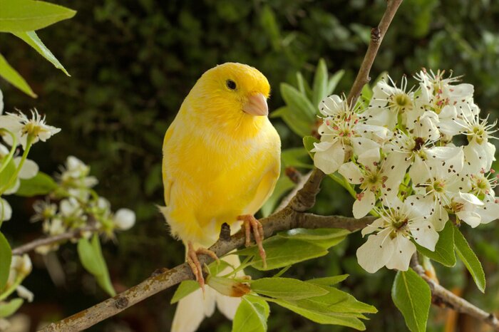 Tableau  Oiseau coloré et fleurs blanches