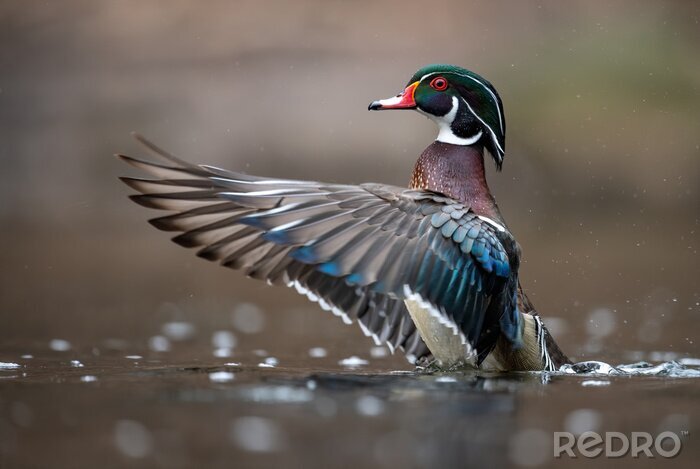 Tableau  Oiseau d'oie sur l'eau