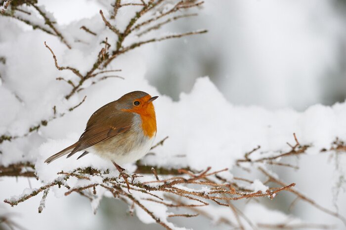 Tableau  Oiseau dans la neige