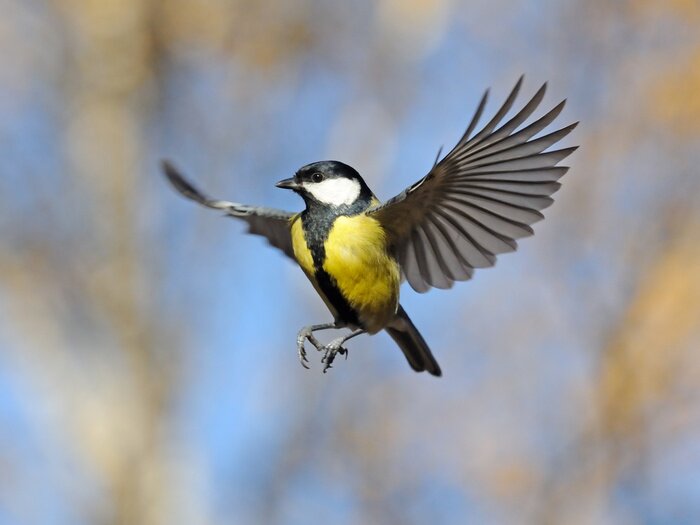 Tableau  Oiseau en vol dans le ciel