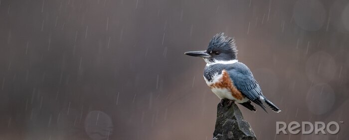 Tableau  Oiseau exotique sous la pluie