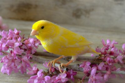 Tableau  Oiseau jaune et fleurs roses