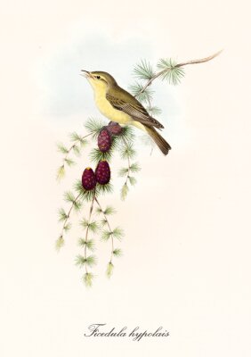 Oiseau jaune sur une branche