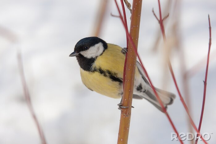 Tableau  Oiseau mésange en hiver