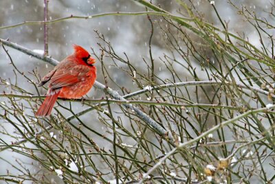 Oiseau orange en hiver