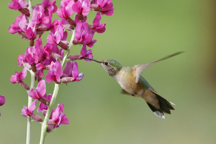Tableau  Oiseau près de fleurs violettes