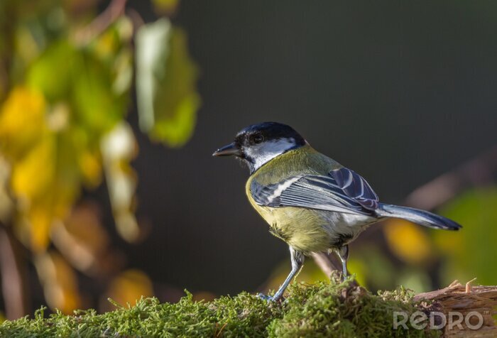 Tableau  Oiseau qui marche