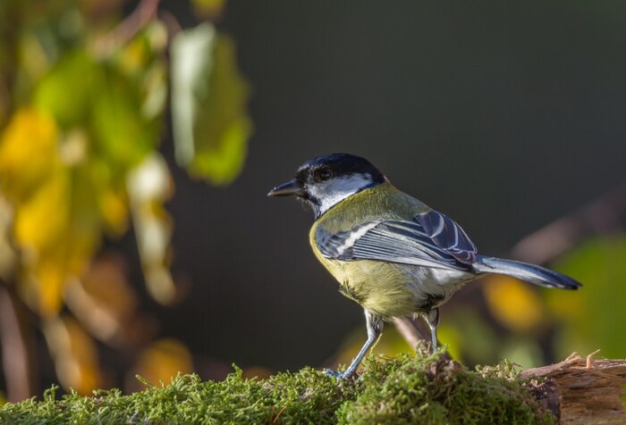 Tableau  Oiseau qui marche