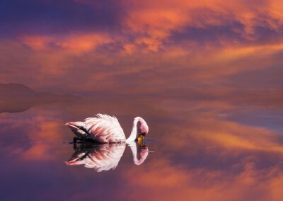 Oiseau rose sur l'eau