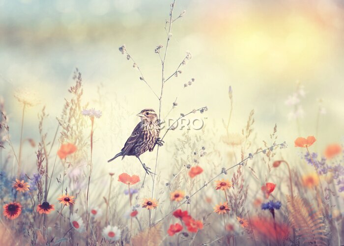 Tableau  Oiseau sur un Brindille dans l'herbe des champs