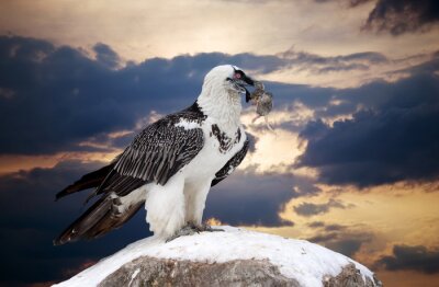 Tableau  oiseau vautour