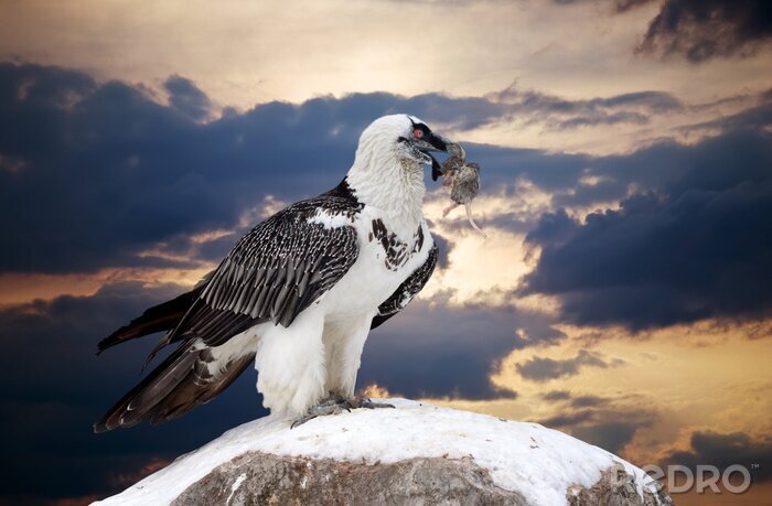 Tableau  oiseau vautour