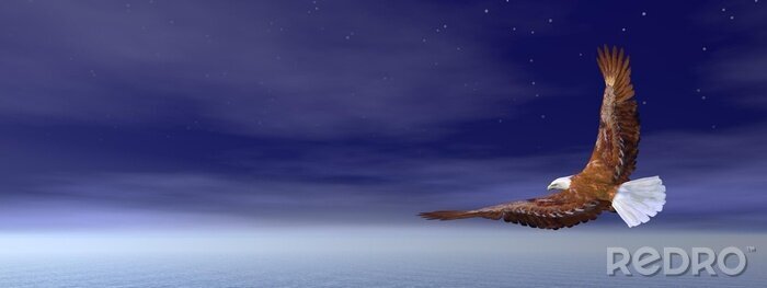 Tableau  Oiseau volant la nuit