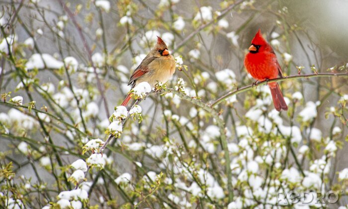 Tableau  Oiseaux colorés en hiver