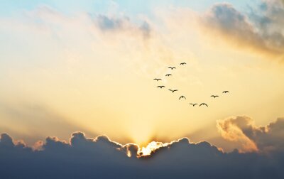 Oiseaux dans le ciel à l'horizon