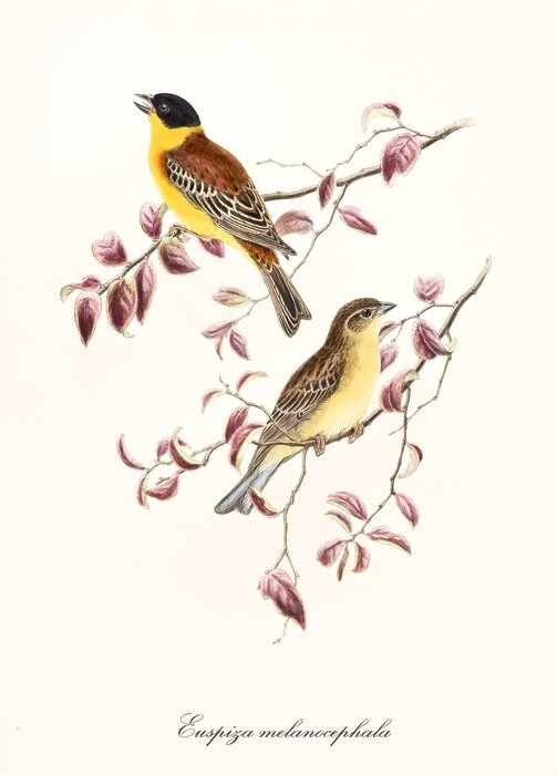 Tableau  Oiseaux style vintage