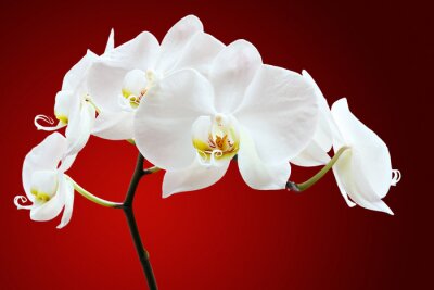 Tableau  Orchid contre rouge