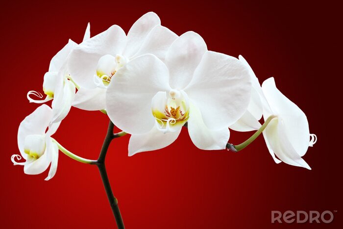 Tableau  Orchid contre rouge