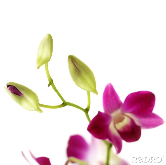 Tableau  Orchidée