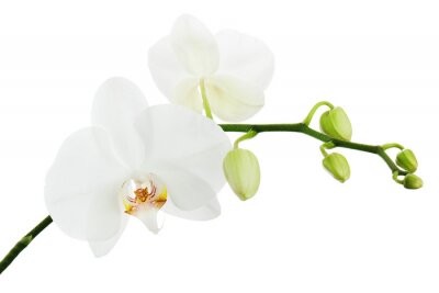 Tableau  Orchidée blanche isolé sur fond blanc.