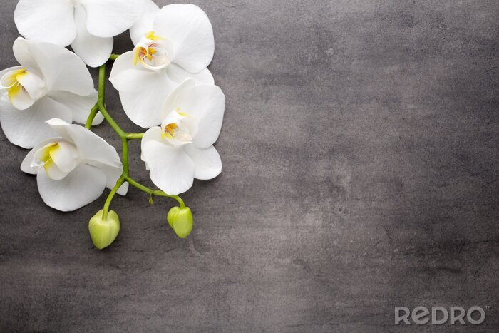 Tableau  Orchidée blanche sur le fond gris.
