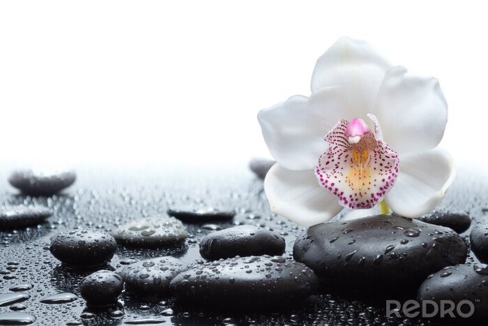Tableau  Orchidée et pierres humides