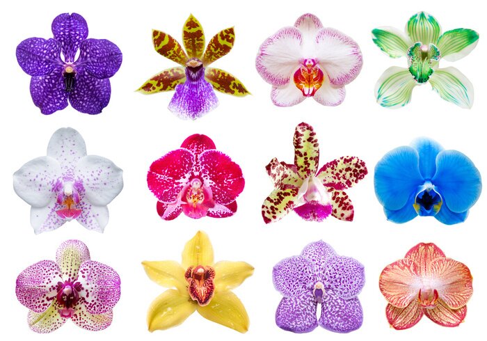 Tableau  Orchidée fleur isolé sur blanc