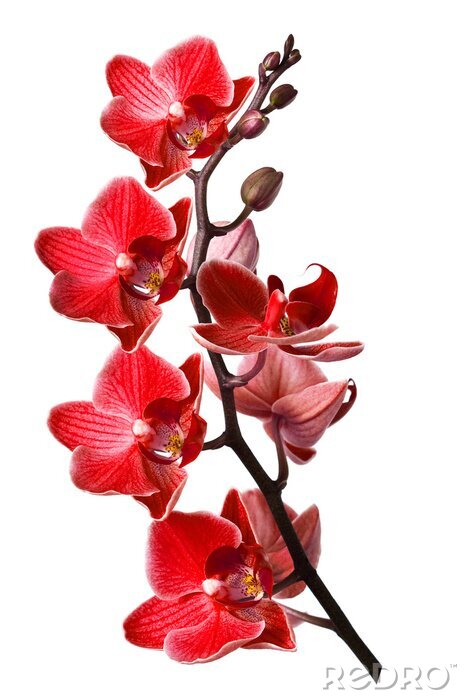 Tableau  orchidée isolé sur fond blanc